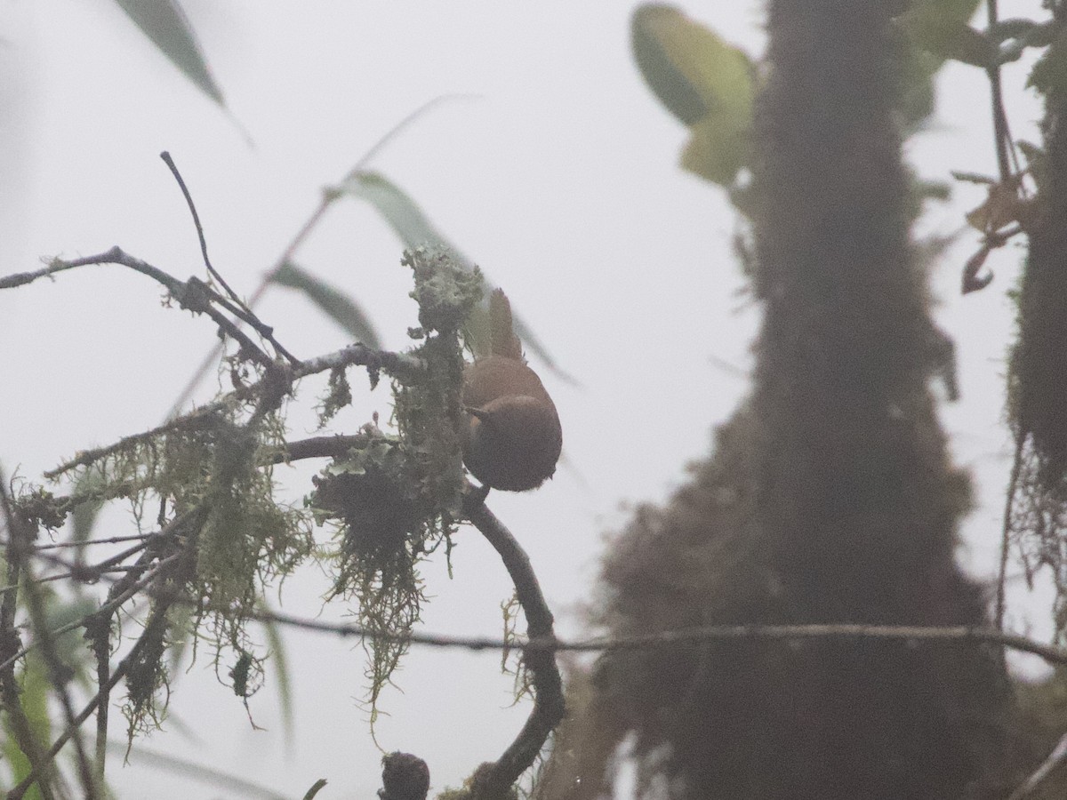 sepiasmett - ML644195231