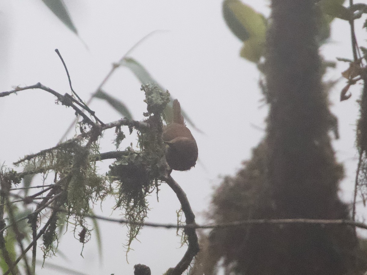 sepiasmett - ML644195232