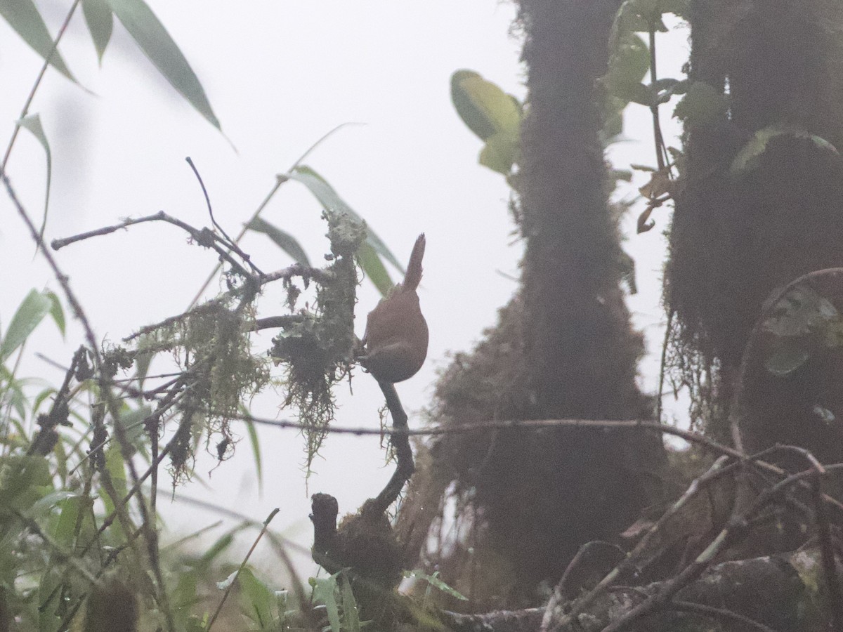 sepiasmett - ML644195233