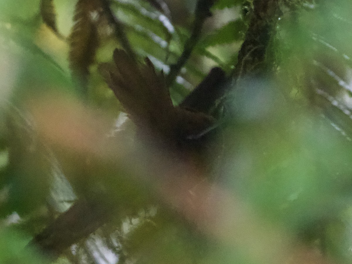 sepiasmett - ML644195234