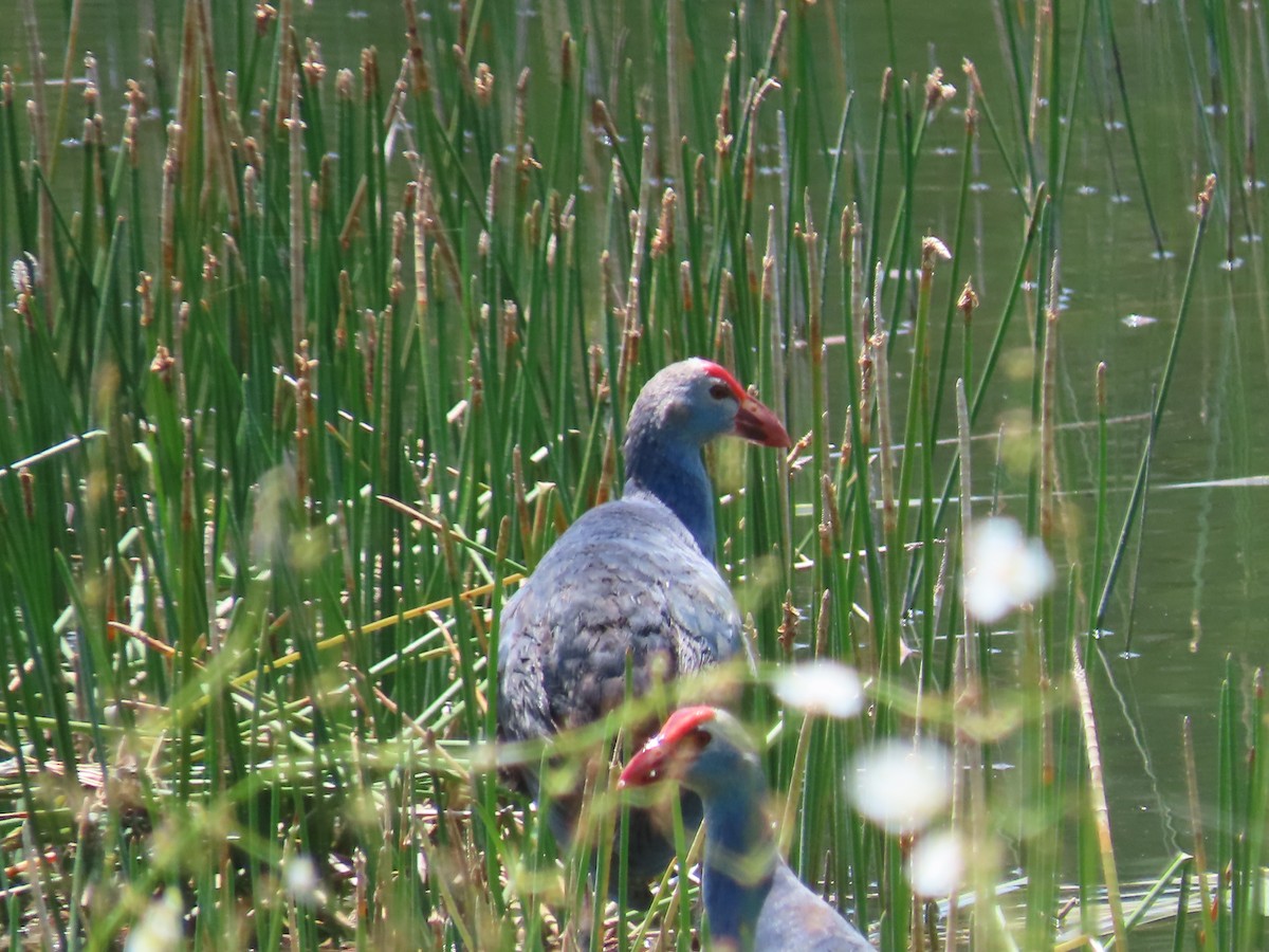 灰頭紫水雞 - ML644195235