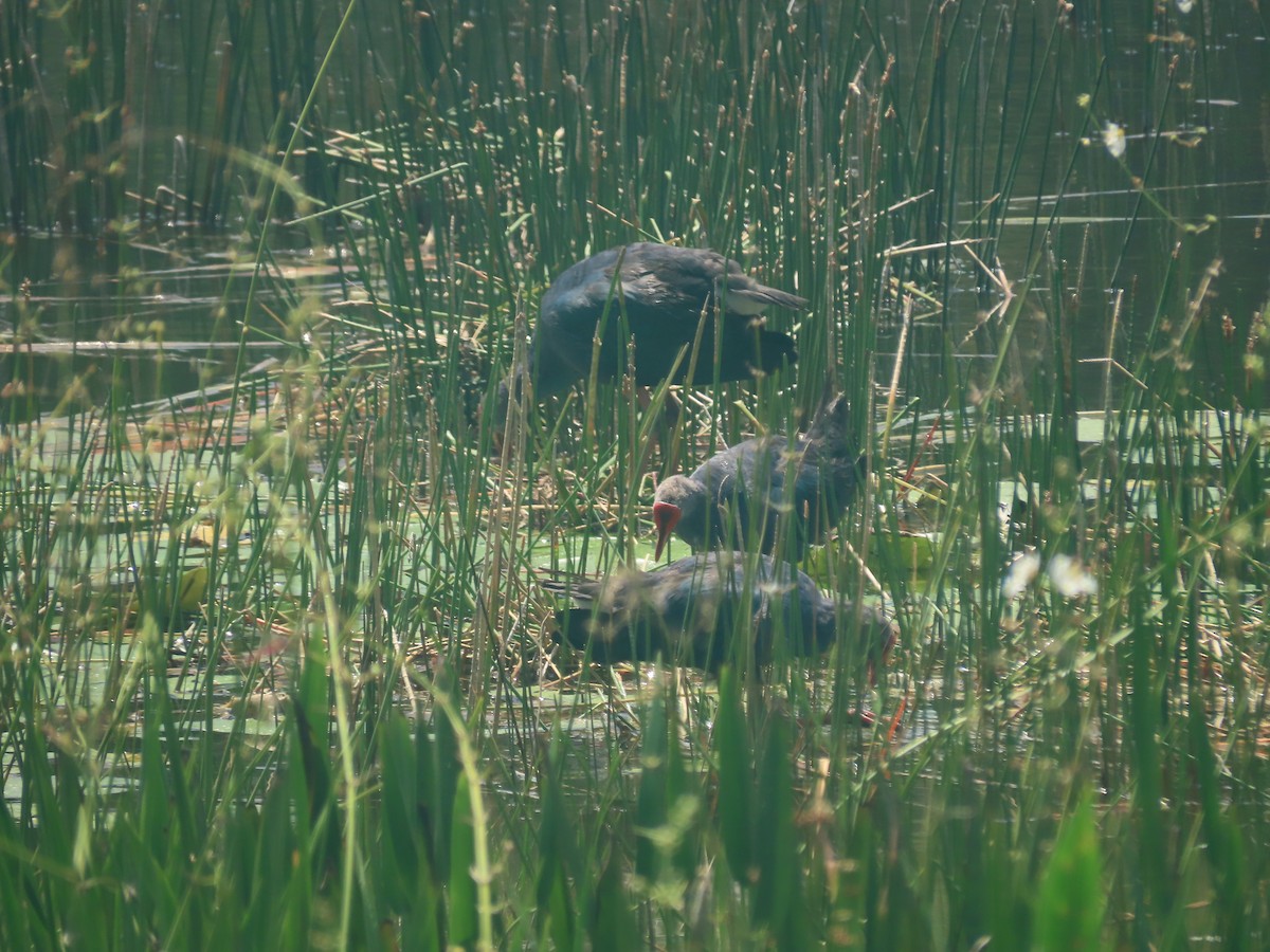 灰頭紫水雞 - ML644195238