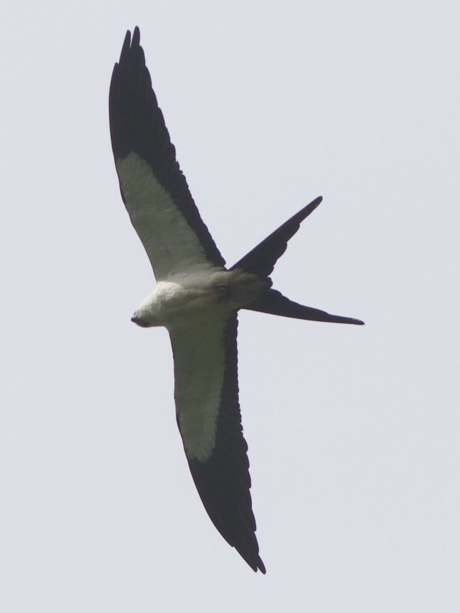 svaleglente - ML644195241