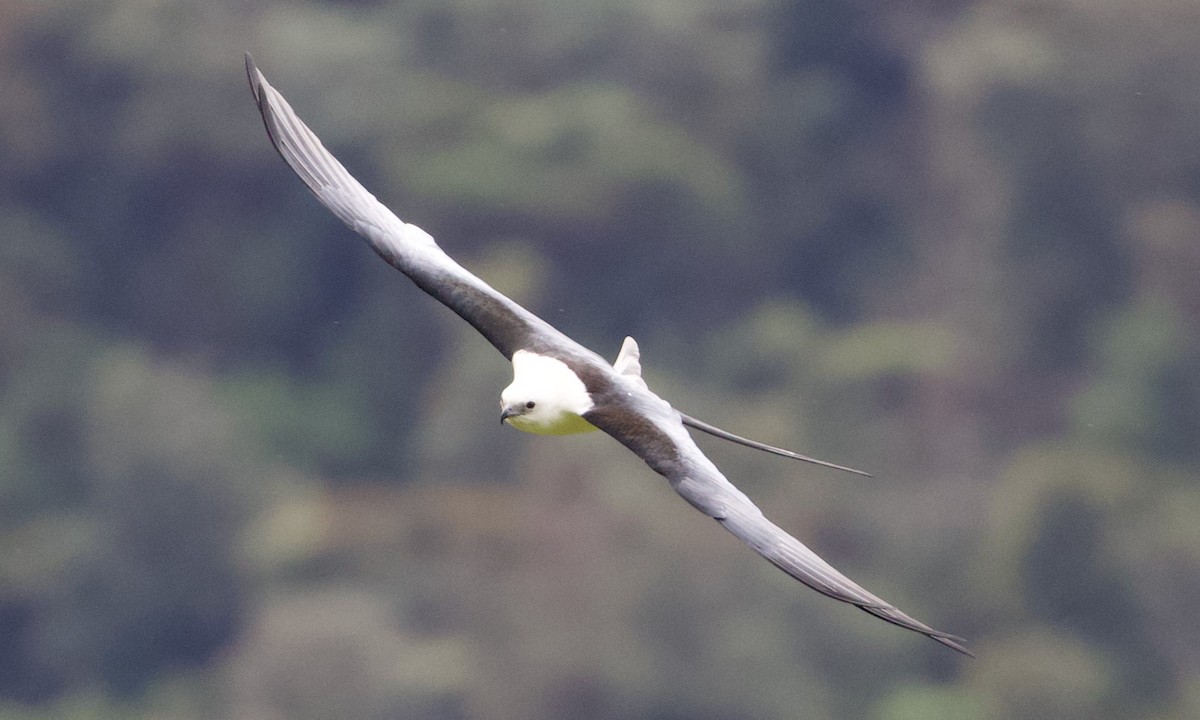 svaleglente - ML644195242