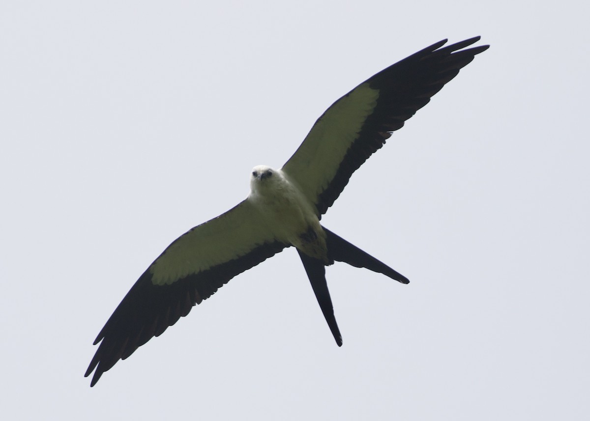 svaleglente - ML644195243