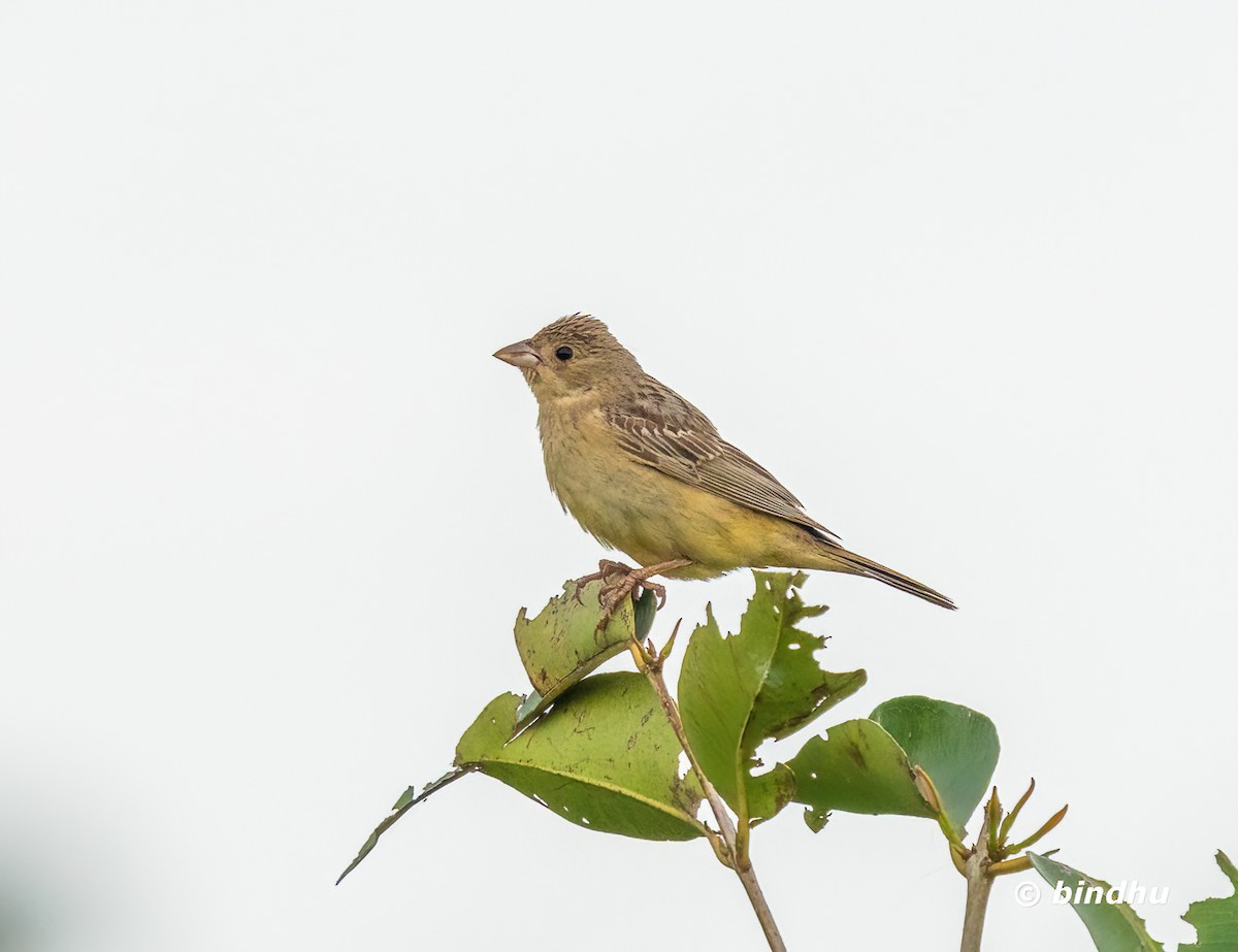 Bruant mélanocéphale - ML644195245