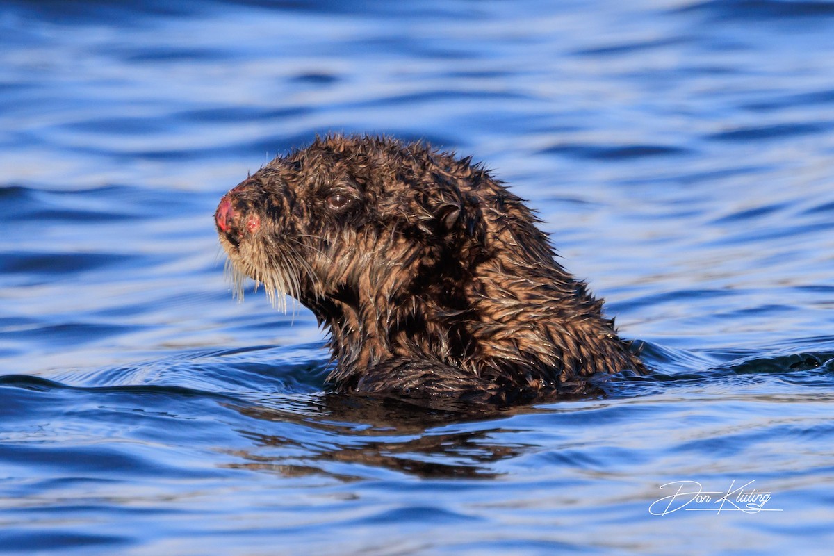 Northern Sea Otter - ML644195268