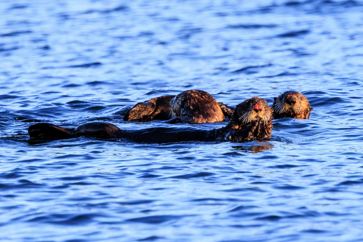 Animals - ML644195269