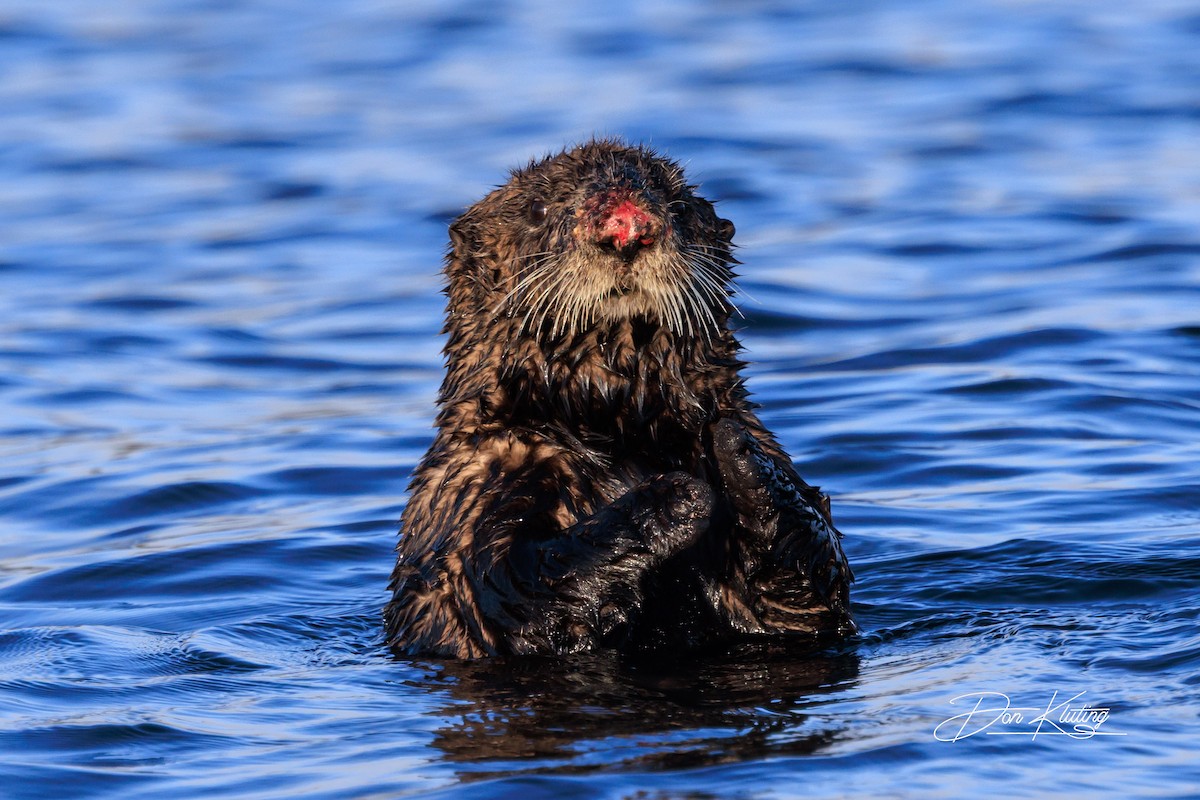 Northern Sea Otter - ML644195270