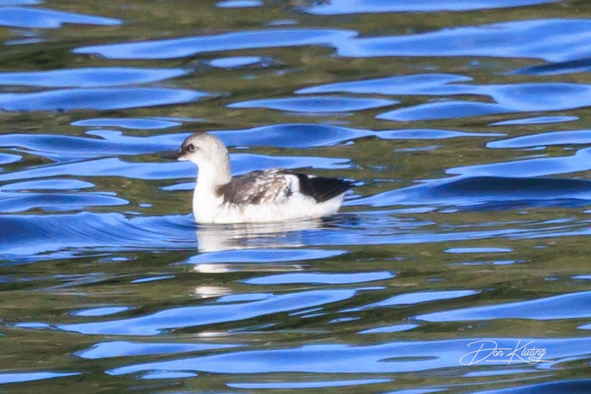 alkoun holubí - ML644195275