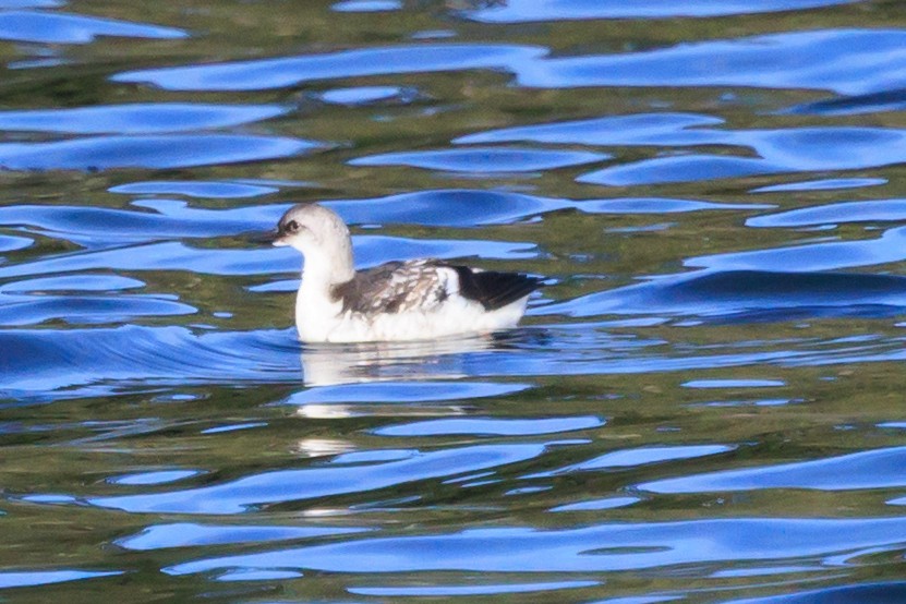 alkoun holubí - ML644195276