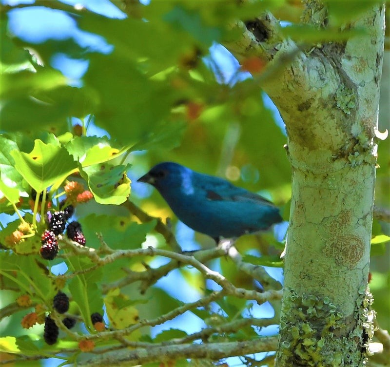Passerin indigo - ML644195284