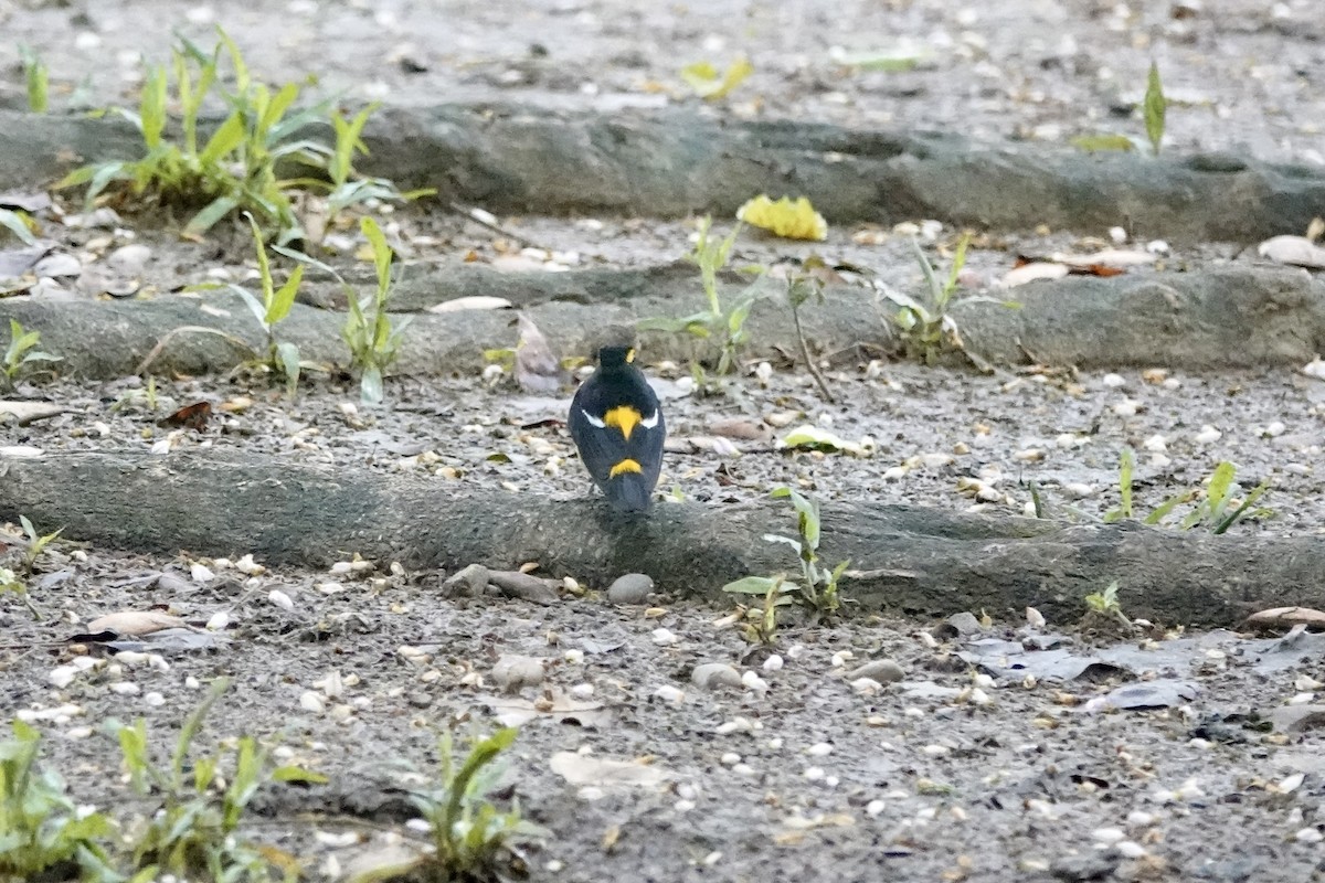 Narzissenschnäpper - ML644195285