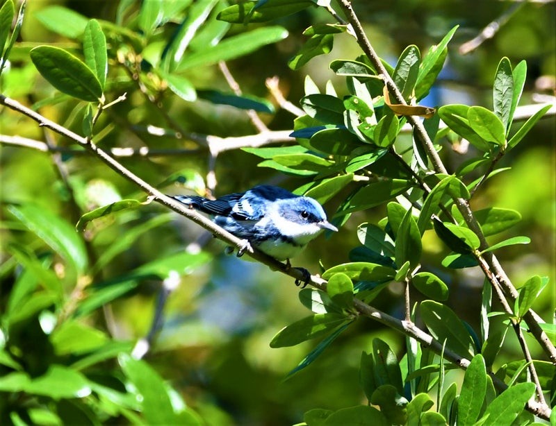 Cerulean Warbler - ML644195329