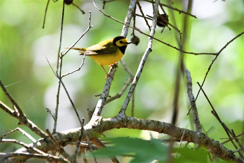 Hooded Warbler - ML644195342