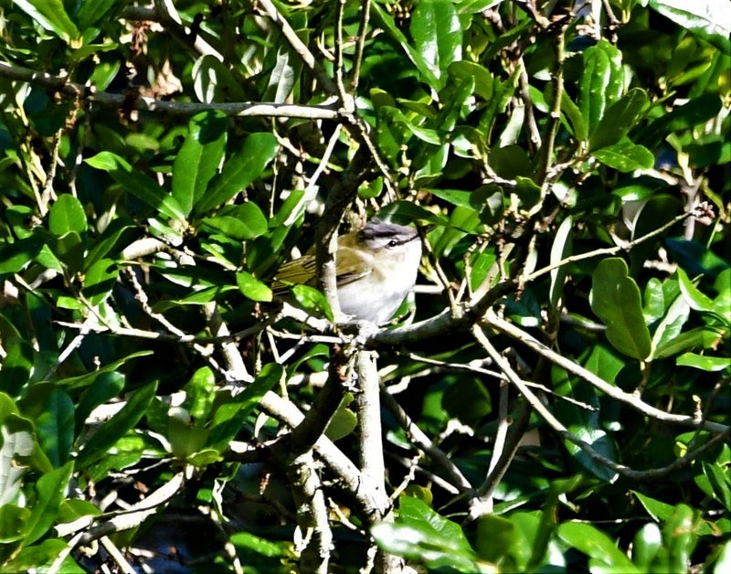 Red-eyed Vireo - ML644195347