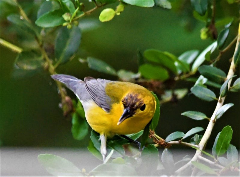 Prothonotary Warbler - ML644195357