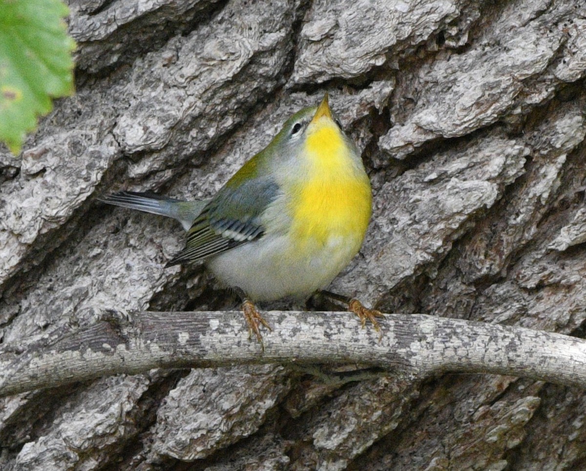 Northern Parula - ML644195361