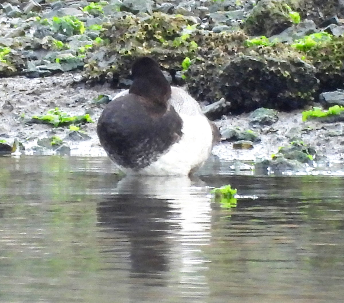 Lesser Scaup - ML644195366