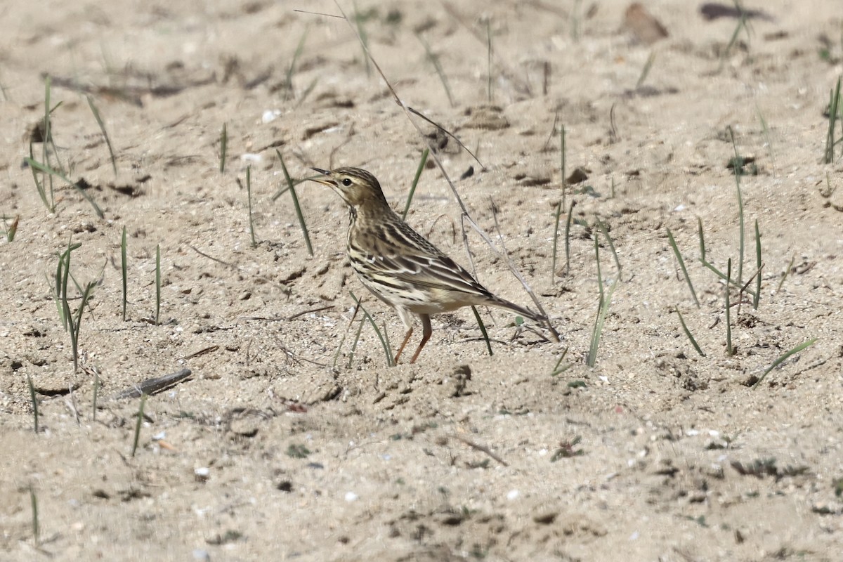 Red-throated Pipit - ML644195378