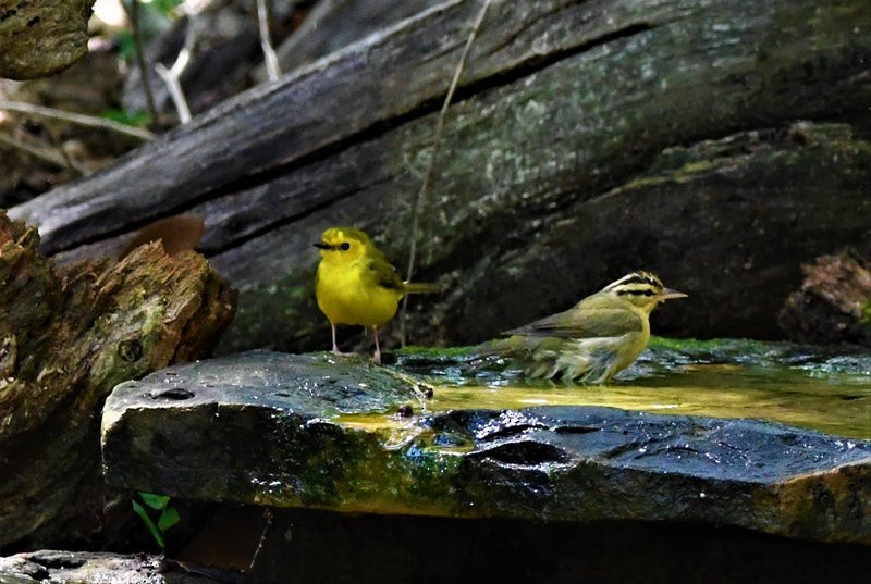 Worm-eating Warbler - ML644195391