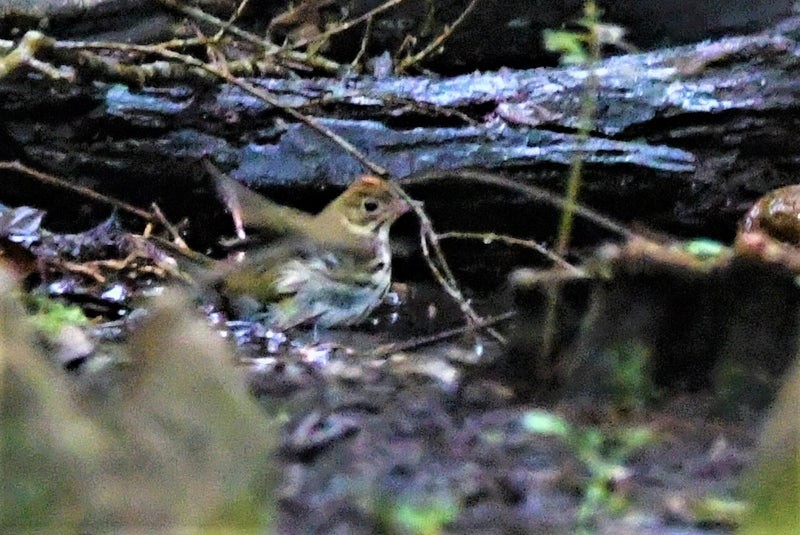Ovenbird - ML644195397