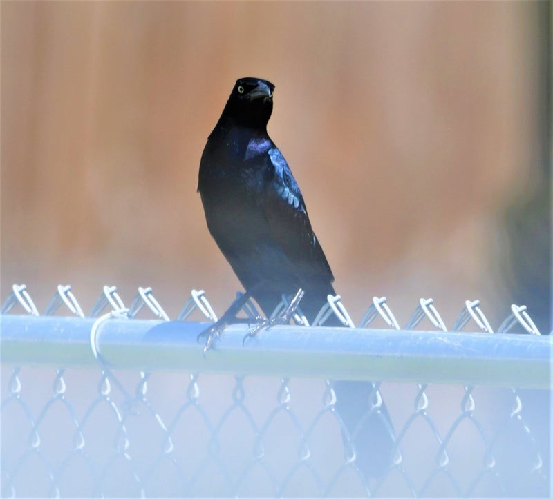 Great-tailed Grackle - ML644195407