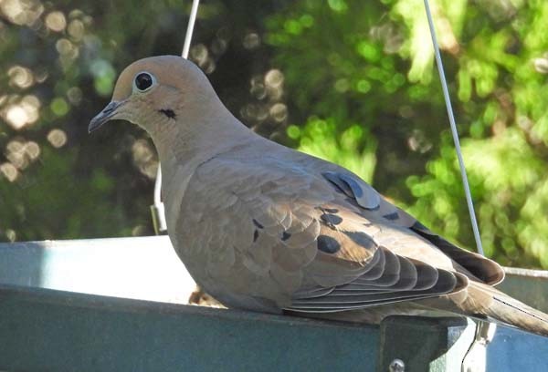 Mourning Dove - ML644195410