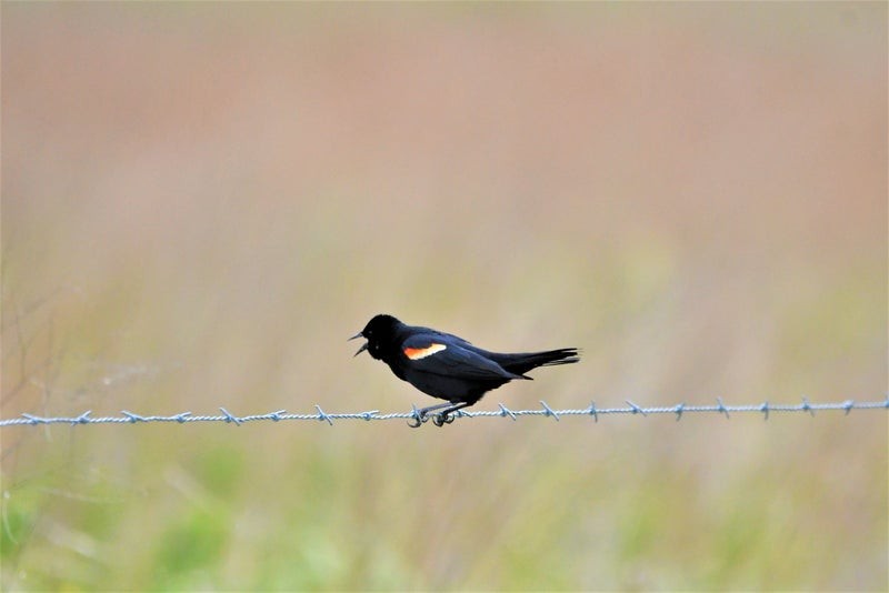 Red-winged Blackbird - ML644195412