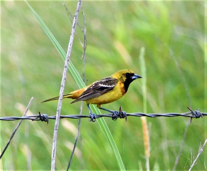 Orchard Oriole - ML644195417