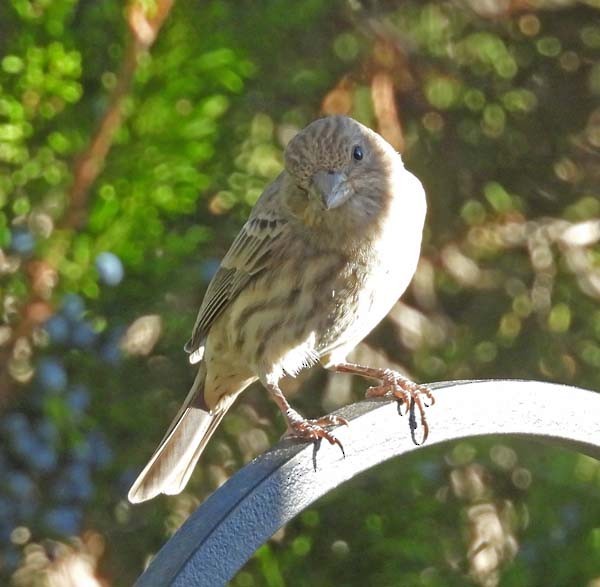 House Finch - ML644195421