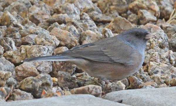 Dark-eyed Junco - ML644195433