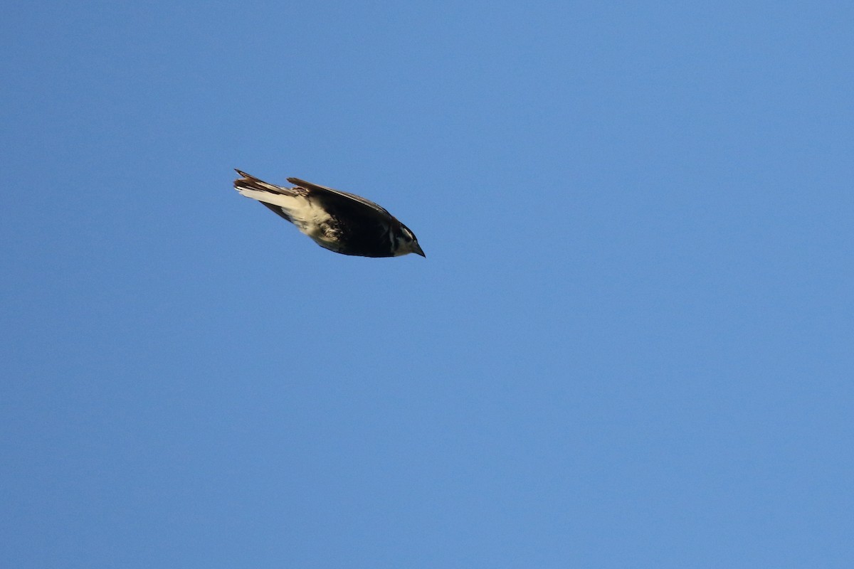 ostružka límcová - ML644195434