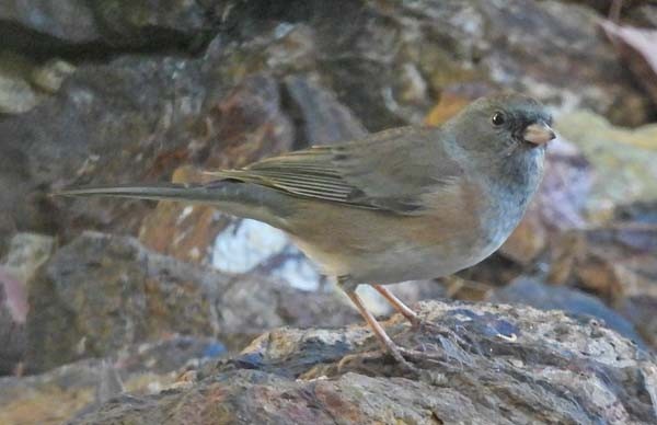 Dark-eyed Junco - ML644195440