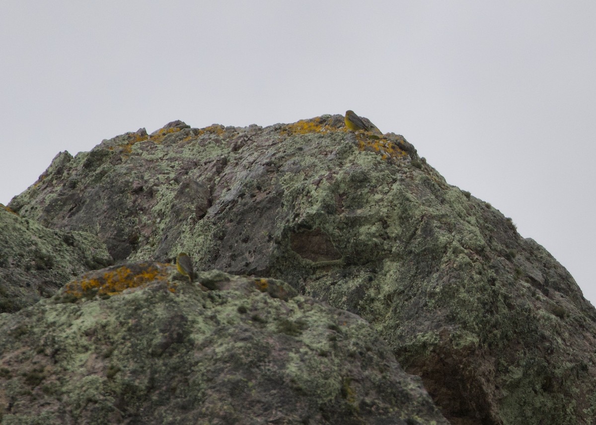 Bright-rumped Yellow-Finch - ML644195444