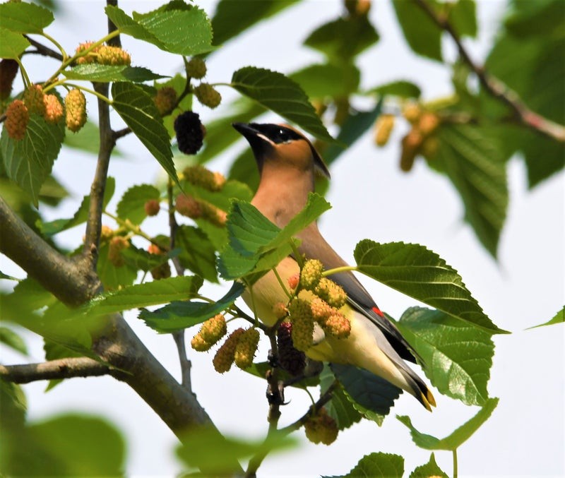 Cedar Waxwing - ML644195446