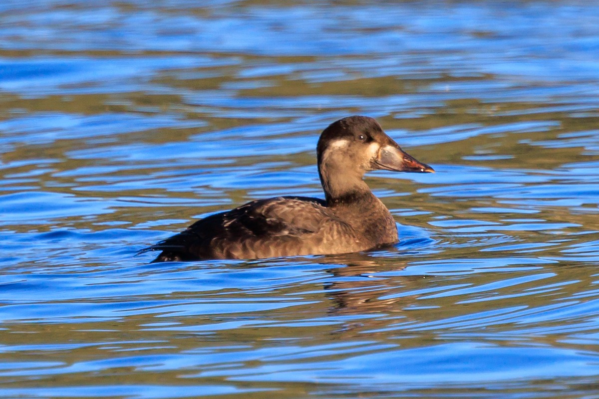 turpan pestrozobý - ML644195454