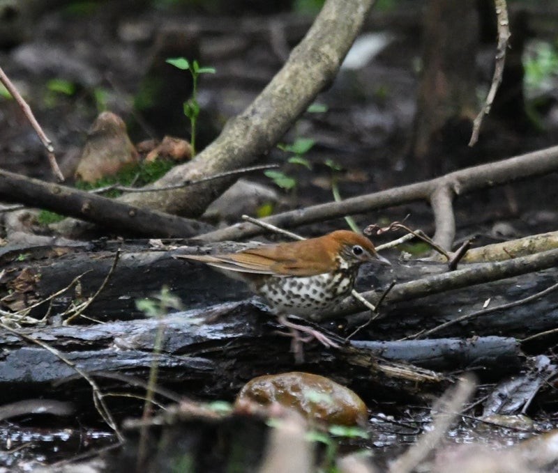 Wood Thrush - ML644195465