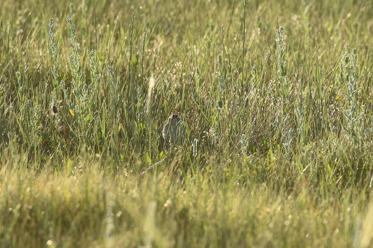 Grasshopper Sparrow - ML644195475
