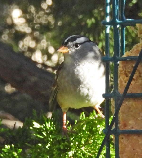 White-crowned Sparrow - ML644195479