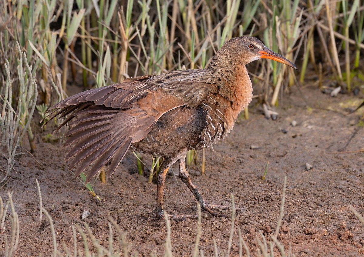 ニシオニクイナ（levipes） - ML644195480
