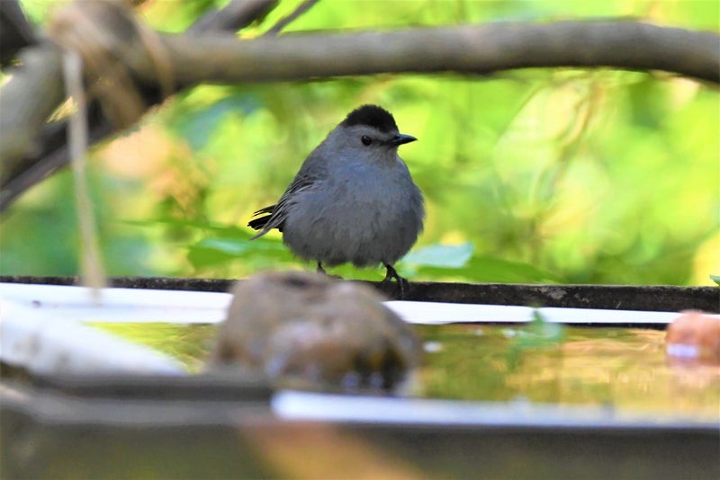 Gray Catbird - ML644195481