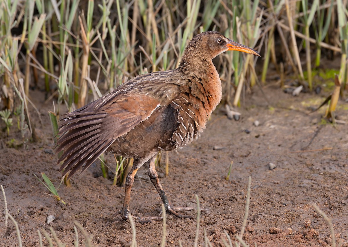 ニシオニクイナ（levipes） - ML644195483