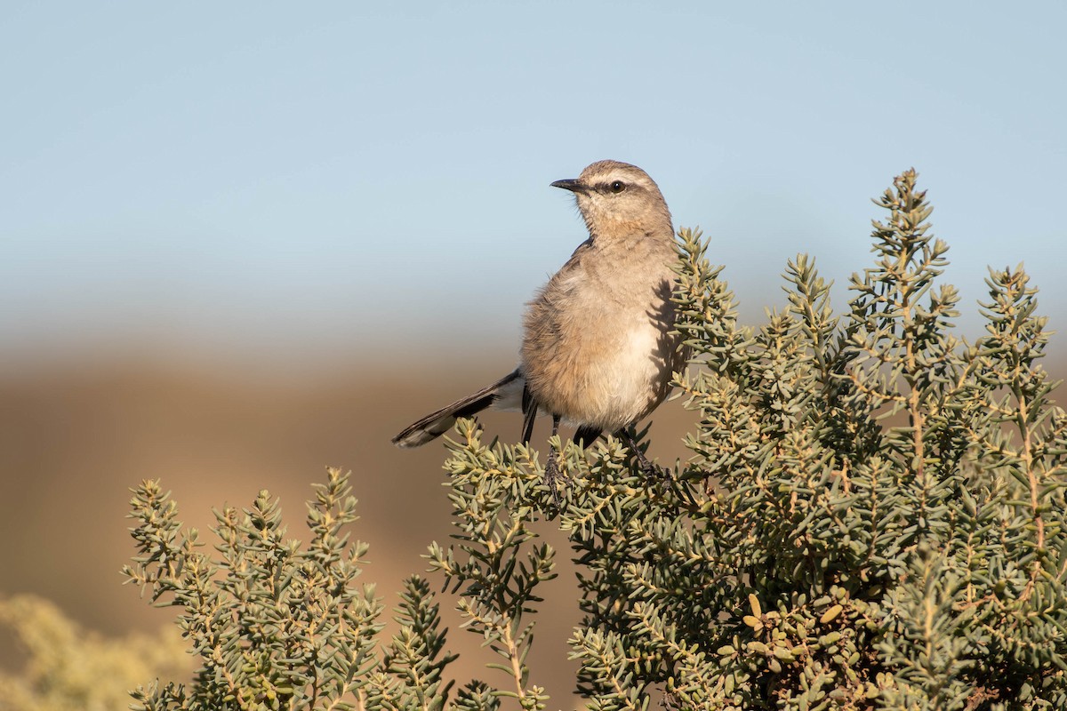 Patagonya Taklitçisi - ML644195487
