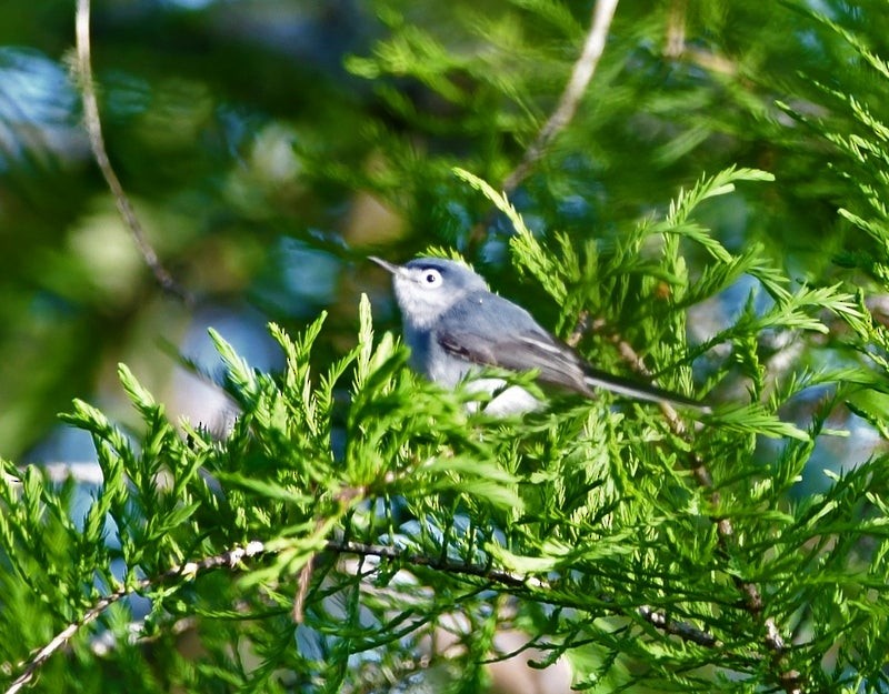 Blue-gray Gnatcatcher - ML644195491