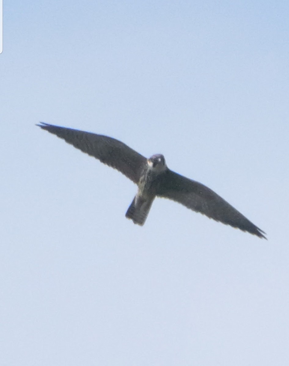 Eurasian Hobby - ML644195499