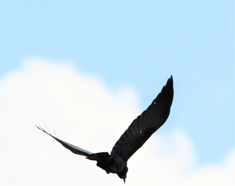 Fish Crow - ML644195500