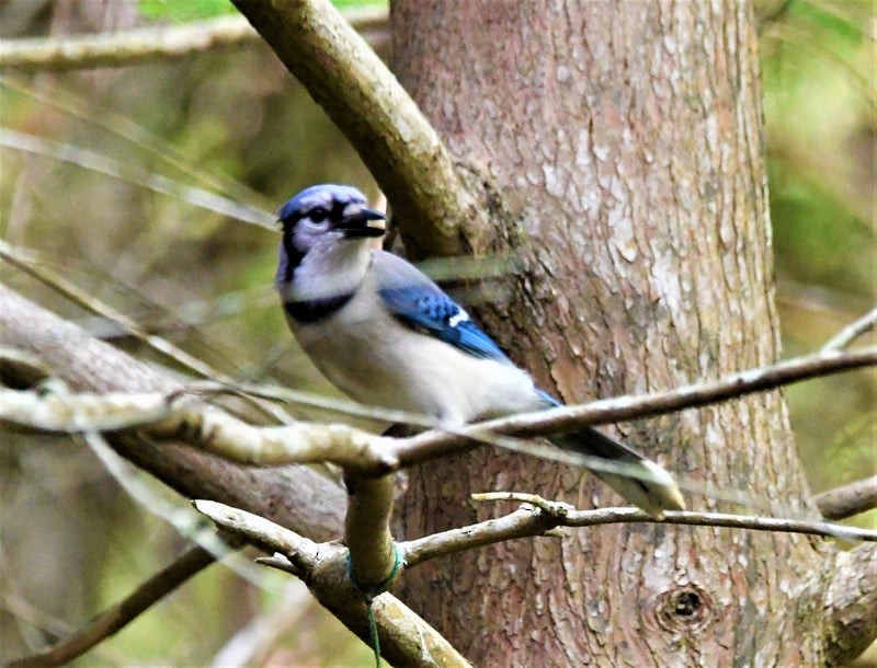 Blue Jay - ML644195507