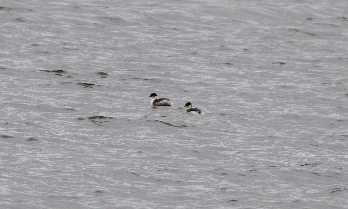 Silvery Grebe - ML644195510