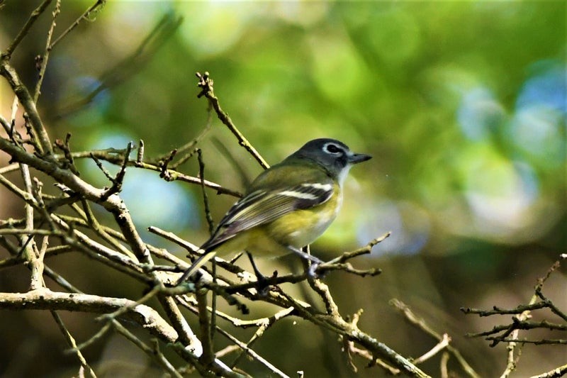 Blue-headed Vireo - ML644195512